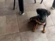 Cachorrinho