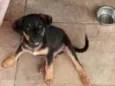 Cachorrinho