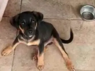 Cachorro raça Srd filhote idade 2 a 6 meses nome Cachorrinho