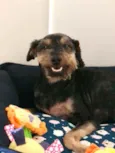 Pietro