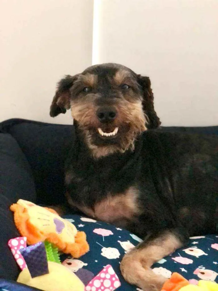 Cachorro ra a srd idade 1 ano nome Pietro
