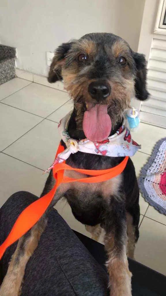 Cachorro ra a srd idade 1 ano nome Pietro