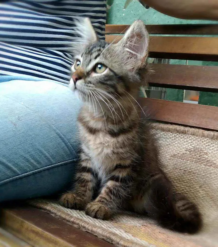 Gato ra a srd idade 2 a 6 meses nome Pinha