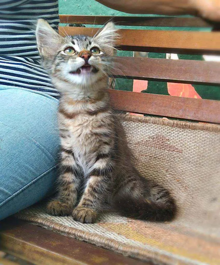 Gato ra a srd idade 2 a 6 meses nome Pinha