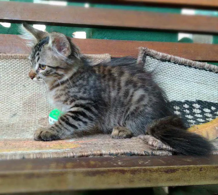Gato ra a srd idade 2 a 6 meses nome Pinha