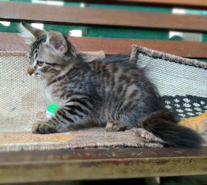 Gato ra a srd idade 2 a 6 meses nome Pinha