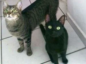 Gato raça srd idade 1 ano nome Arlindo & Pandora