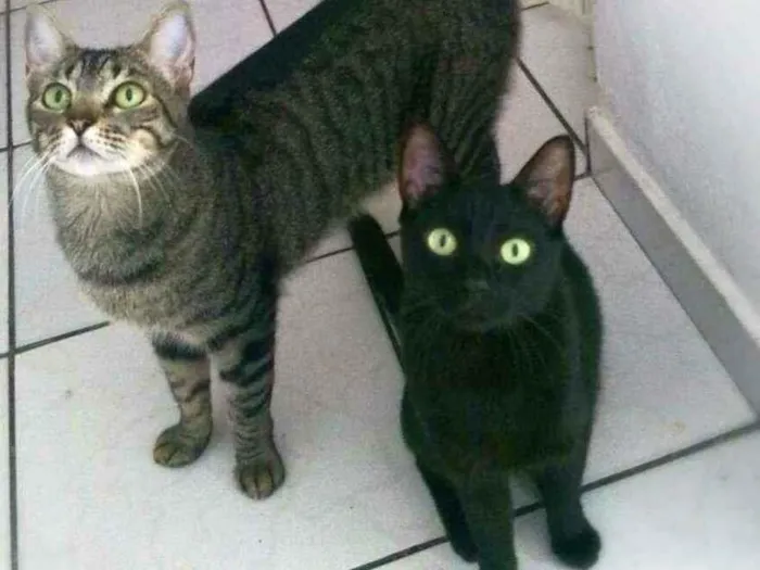 Gato ra a srd idade 1 ano nome Arlindo & Pandora