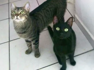 Gato raça srd idade 1 ano nome Arlindo & Pandora