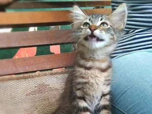 Gato raça srd idade 2 a 6 meses nome Pinha