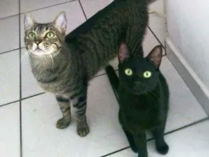 Gato raça srd idade 1 ano nome Arlindo & Pandora