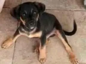 Cachorro raça Srd filhote idade 2 a 6 meses nome Cachorrinho