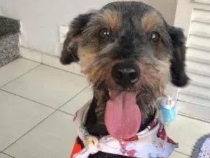 Cachorro raça srd idade 1 ano nome Pietro