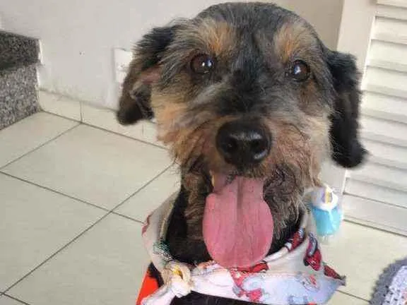 Cachorro ra a srd idade 1 ano nome Pietro