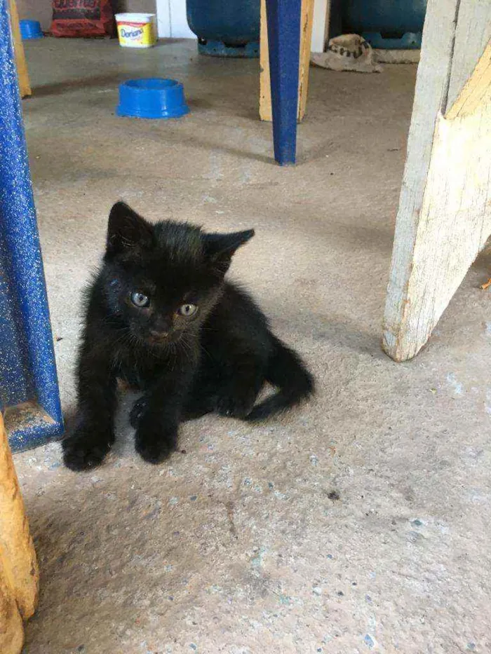 Gato ra a Sem raça  idade 2 a 6 meses nome Irineu 