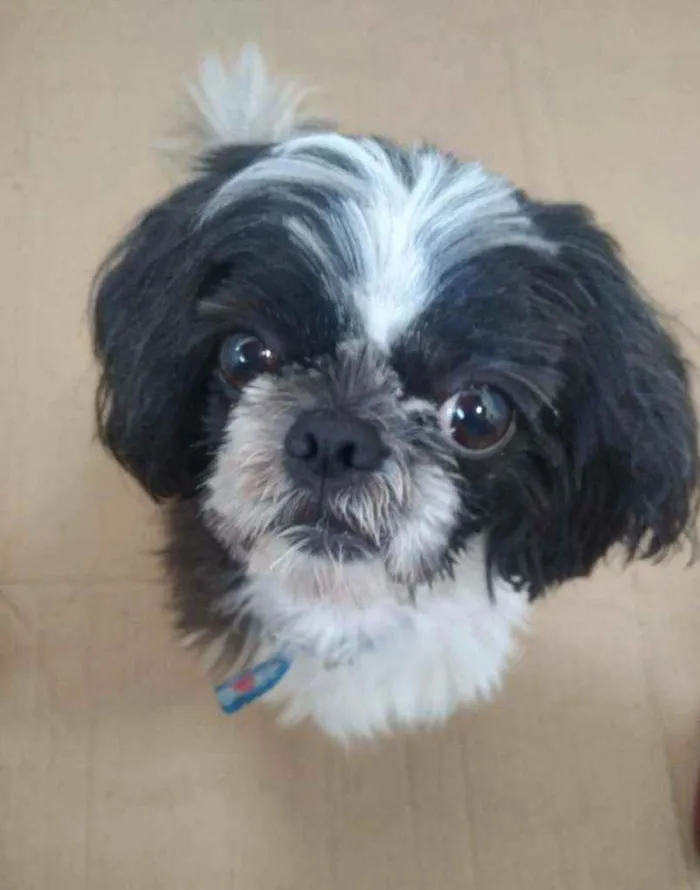 Cachorro ra a Shitzu  idade  nome Não sei