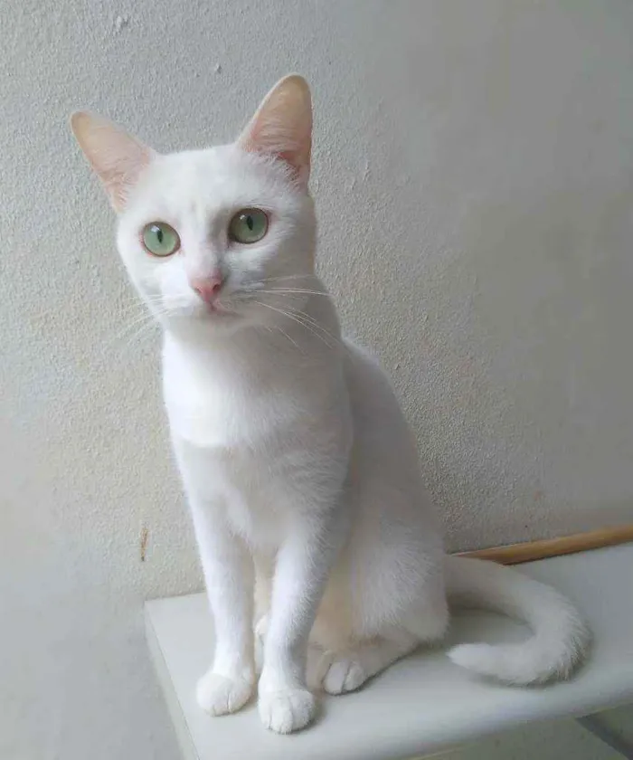 Gato ra a srd idade 2 anos nome Nancy