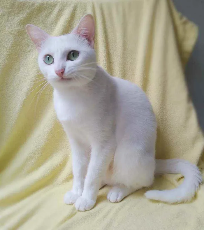 Gato raça srd idade 2 anos nome nancy