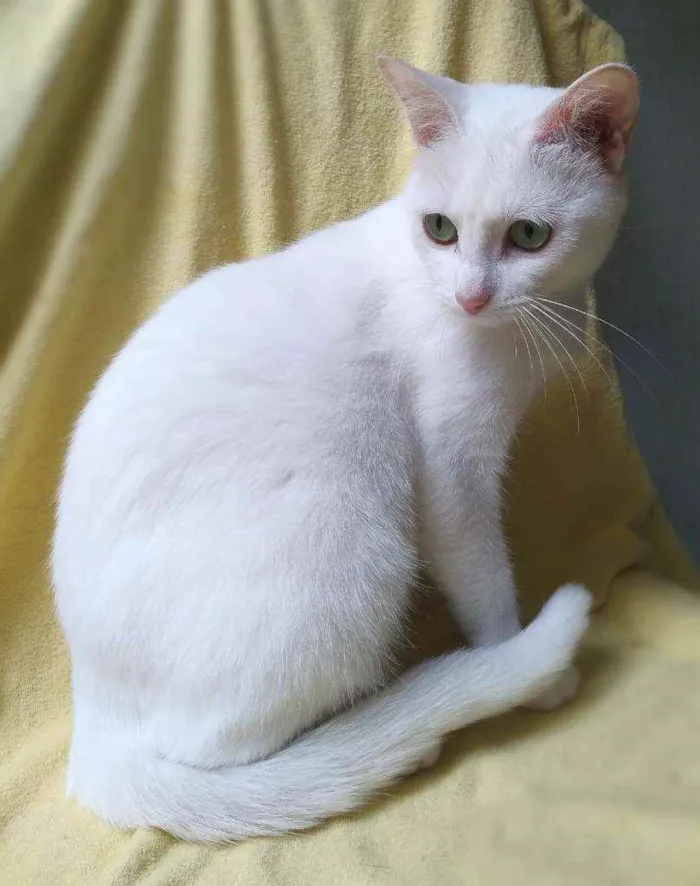 Gato raça srd idade 2 anos nome nancy