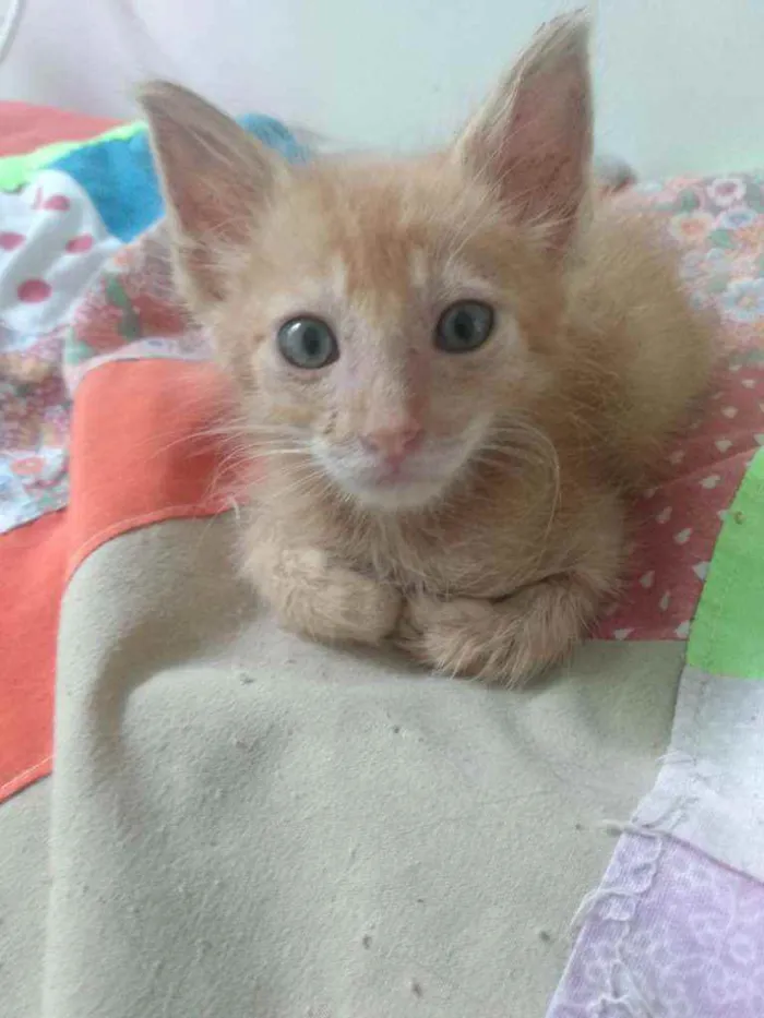Gato raça Srd idade 2 a 6 meses nome Garfield 