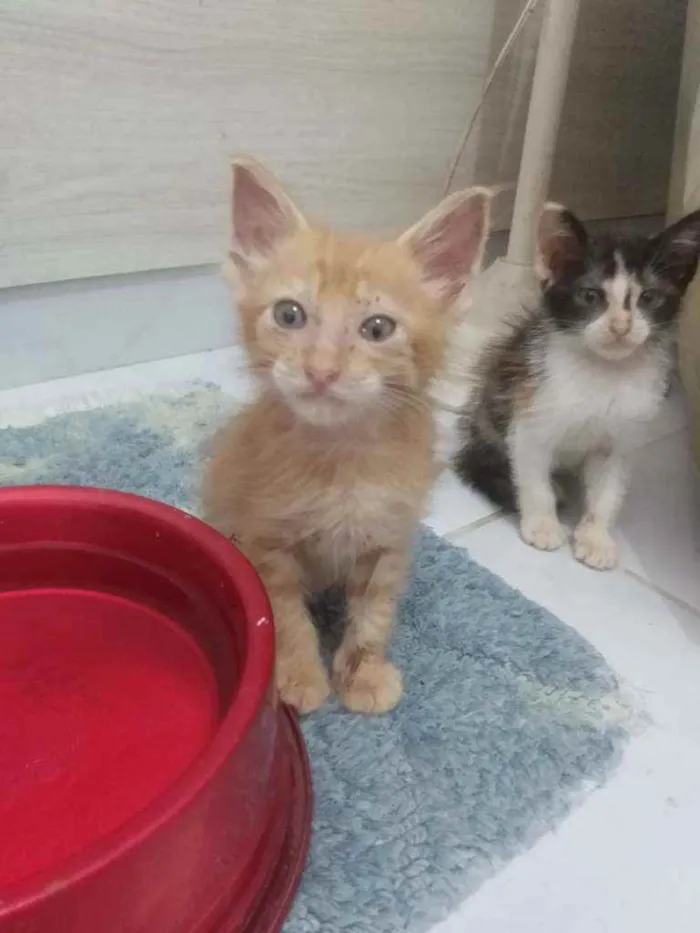 Gato raça Srd idade 2 a 6 meses nome Garfield 