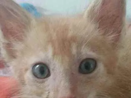 Gato raça Srd idade 2 a 6 meses nome Garfield 