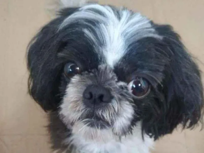 Cachorro ra a Shitzu  idade  nome Não sei