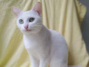 Gato raça srd idade 2 anos nome nancy
