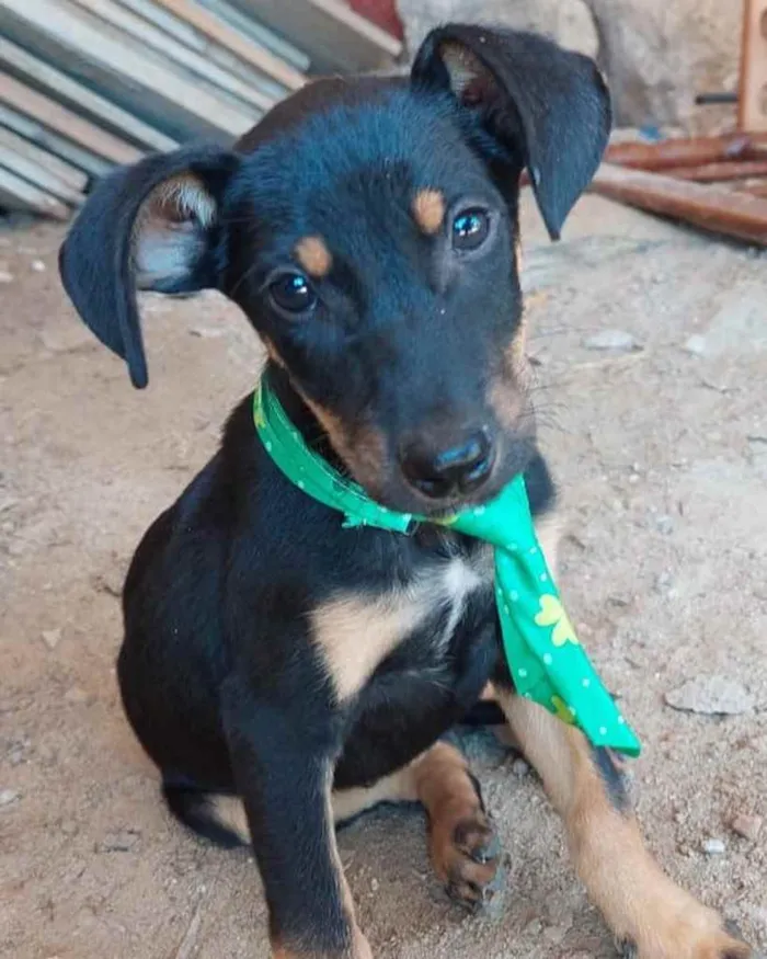 Cachorro ra a  idade 2 a 6 meses nome Não sei 