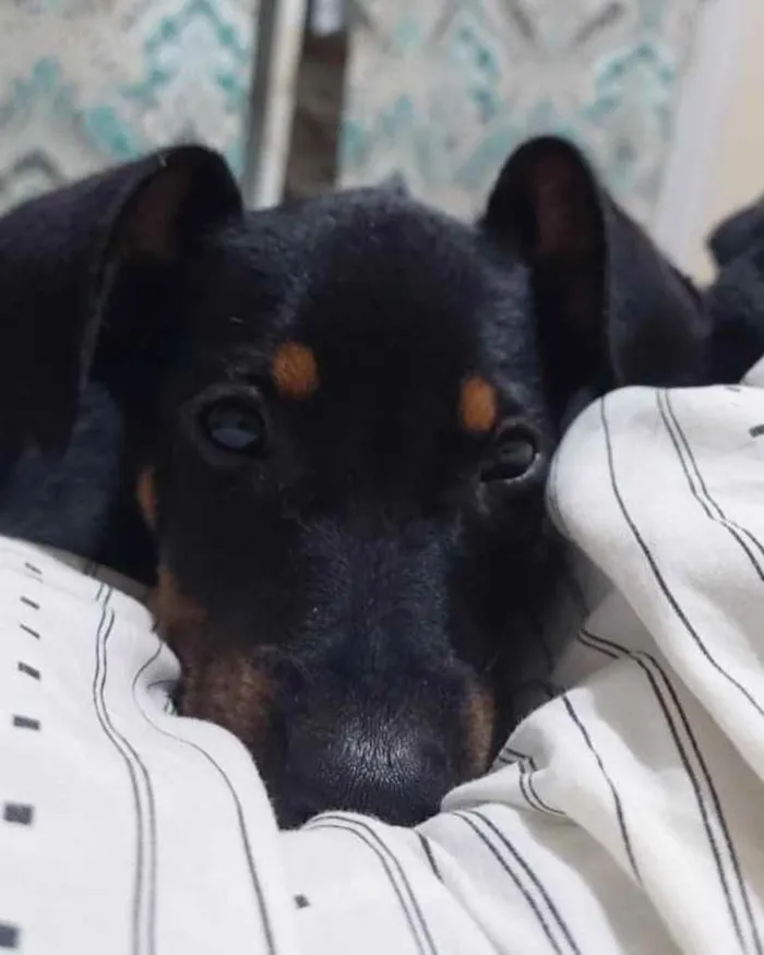 Cachorro ra a  idade 2 a 6 meses nome Não sei 