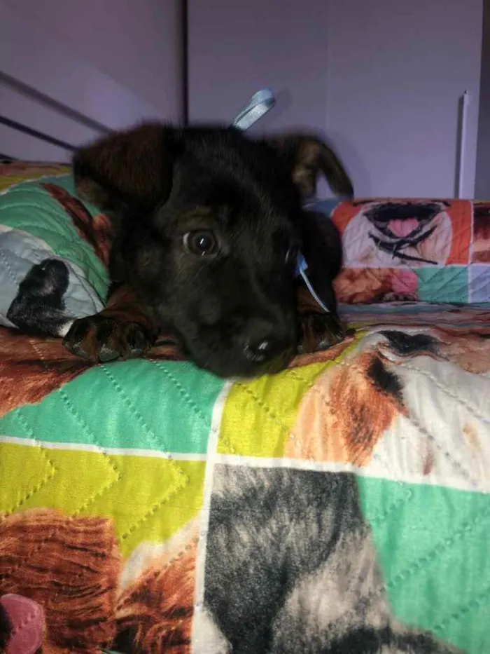 Cachorro ra a  idade 2 a 6 meses nome Não sei 