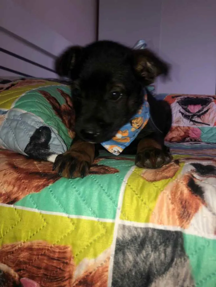 Cachorro ra a  idade 2 a 6 meses nome Não sei 