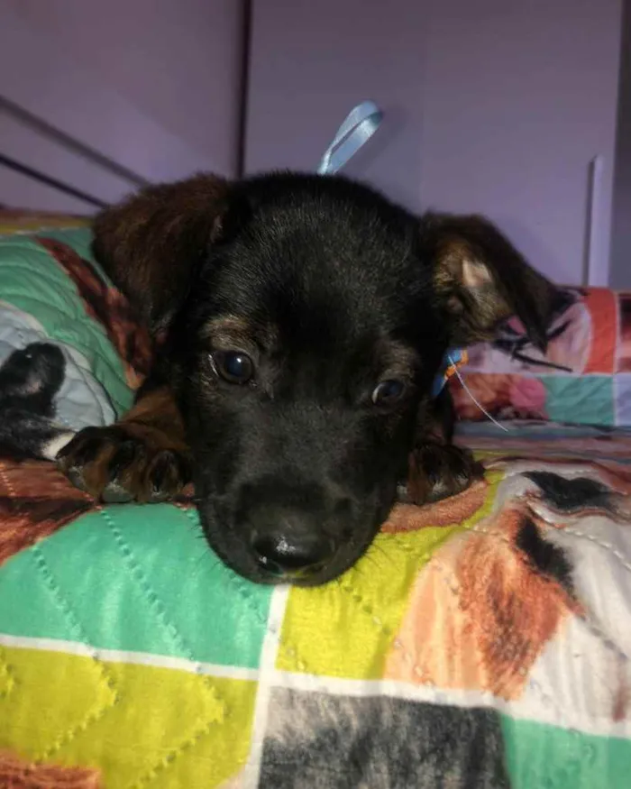 Cachorro ra a  idade 2 a 6 meses nome Não sei 