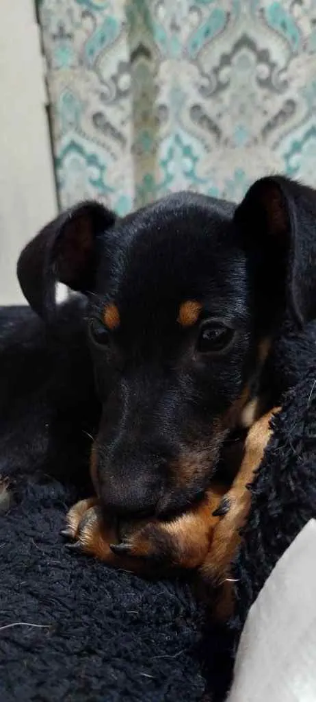 Cachorro ra a  idade 2 a 6 meses nome Não sei 