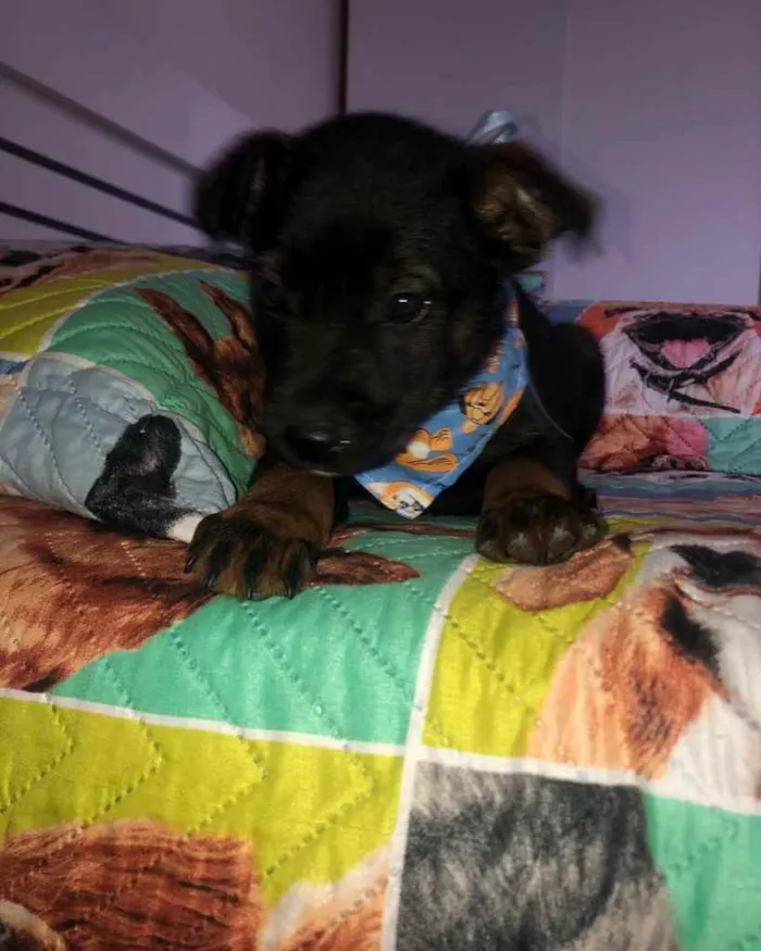 Cachorro ra a  idade 2 a 6 meses nome Não sei 