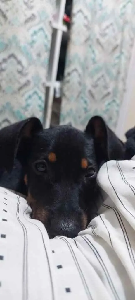 Cachorro ra a  idade 2 a 6 meses nome Não sei 