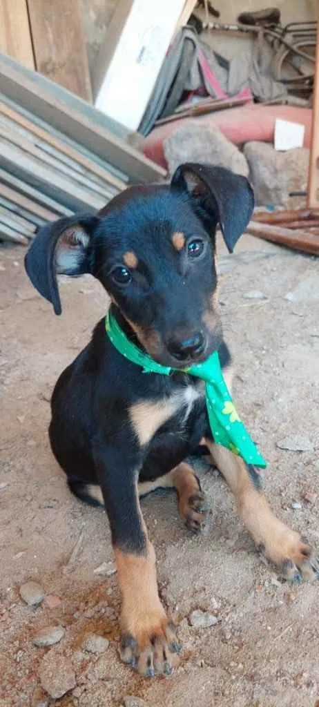 Cachorro ra a  idade 2 a 6 meses nome Não sei 