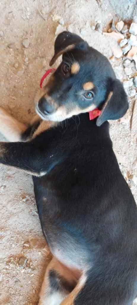 Cachorro ra a  idade 2 a 6 meses nome Não sei 