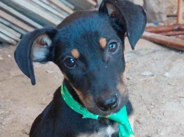 Cachorro ra a  idade 2 a 6 meses nome Não sei 