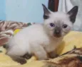 Gato raça SRD idade Abaixo de 2 meses nome NARIZINHO FILHOTINHA