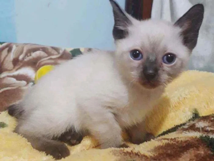 Gato raça SRD idade Abaixo de 2 meses nome NARIZINHO FILHOTINHA