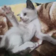 Gato raça SRD idade Abaixo de 2 meses nome CLAIR FILHOTINHA