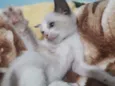 Gato raça SRD idade Abaixo de 2 meses nome CLAIR FILHOTINHA