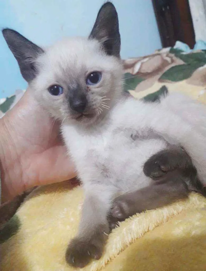 Gato raça SRD idade Abaixo de 2 meses nome GREY FILHOTINHA