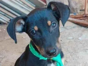 Cachorro raça  idade 2 a 6 meses nome Não sei 