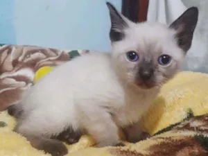 Gato raça SRD idade Abaixo de 2 meses nome NARIZINHO FILHOTINHA