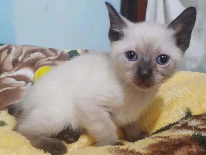 Gato raça SRD idade Abaixo de 2 meses nome NARIZINHO FILHOTINHA