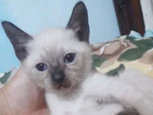 Gato raça SRD idade Abaixo de 2 meses nome GREY FILHOTINHA