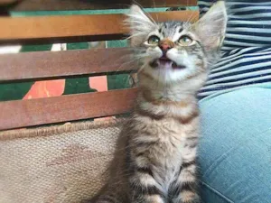 Gato raça srd idade 2 a 6 meses nome Pinha