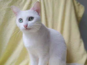 Gato raça srd idade 2 anos nome Nancy